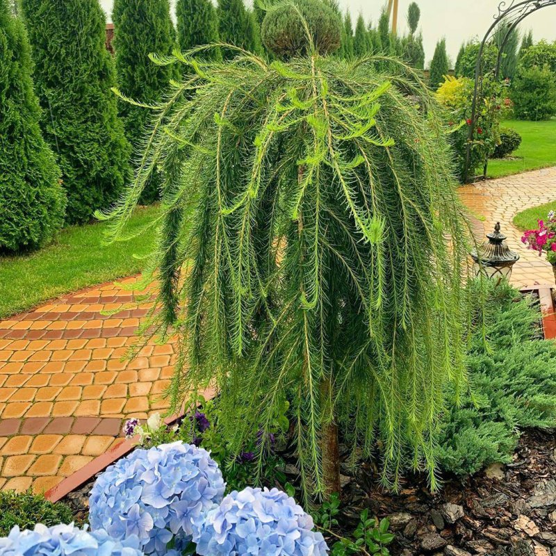 Лиственница европейская pendula