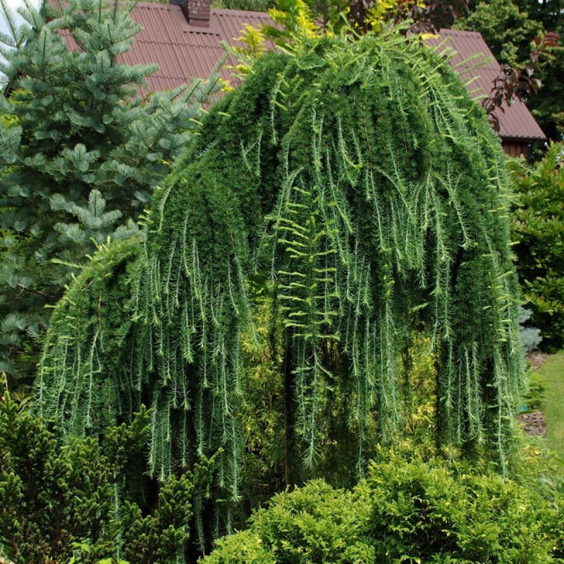Карагана плакучая Пендула