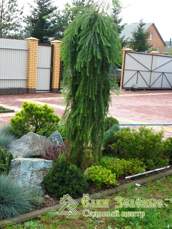 Лиственница европейская Пендула