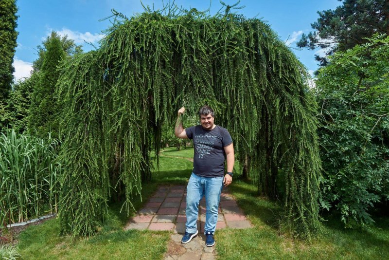 Кедр атласский Глаука Пендула