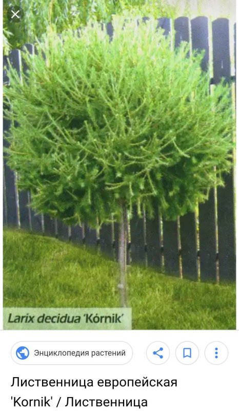 Лиственница Пендула