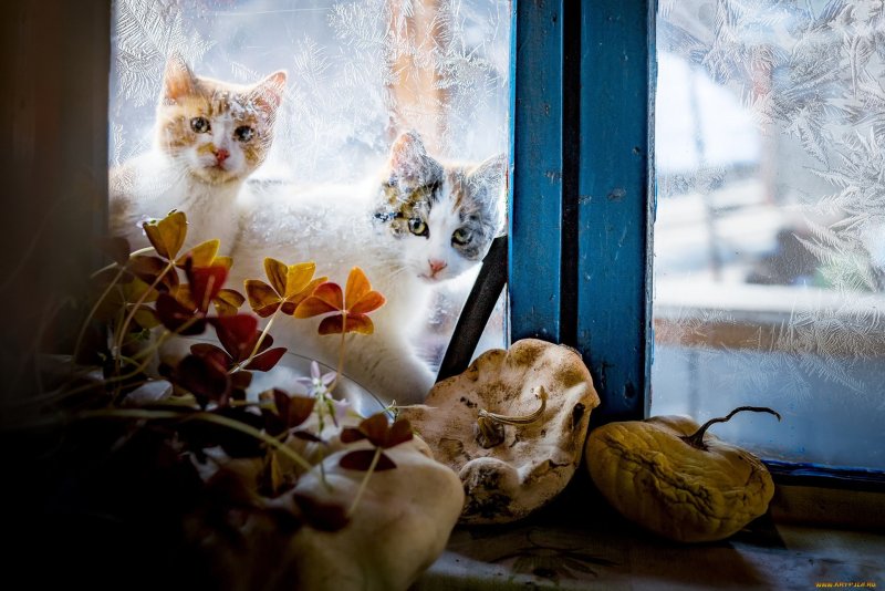 Окно в природу зима