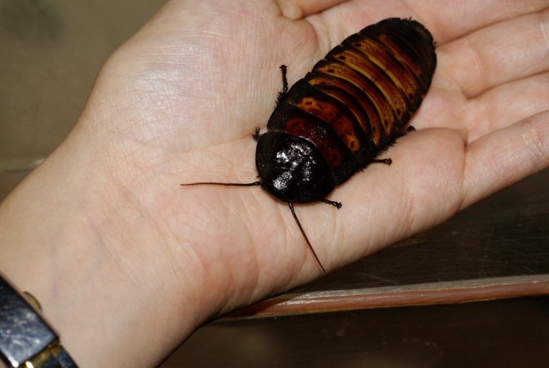 Blatta orientalis самец