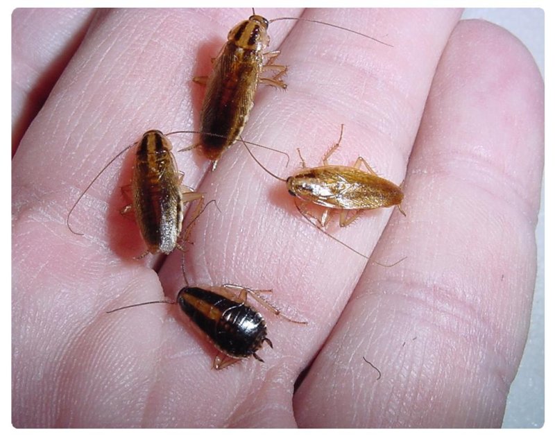Таракан Gromphadorhina oblongonota