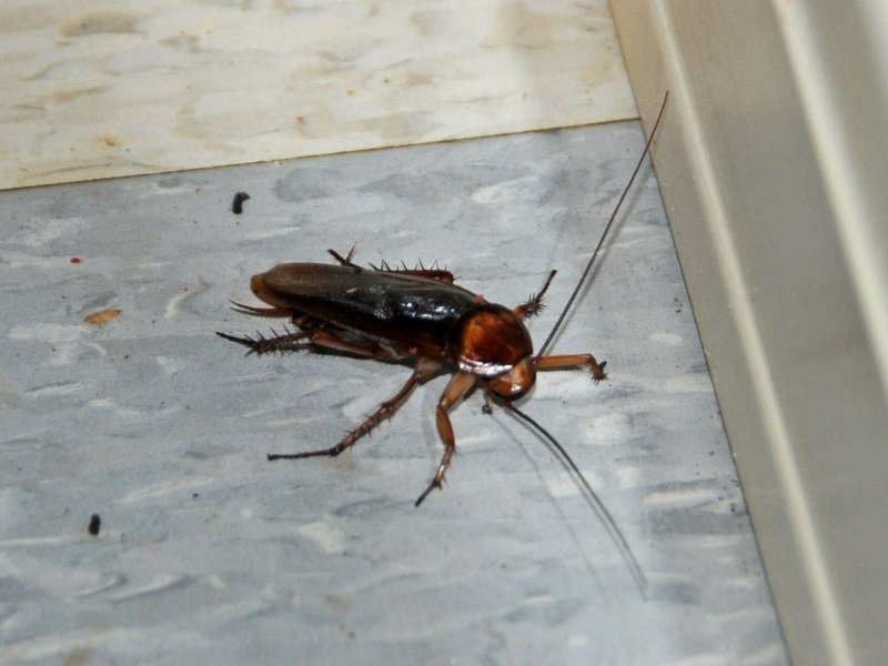 Blatta orientalis таракан