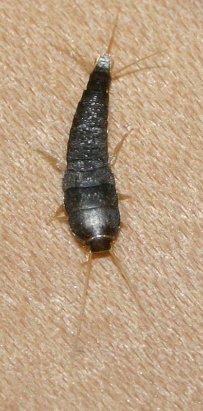 Личинка Black Bug