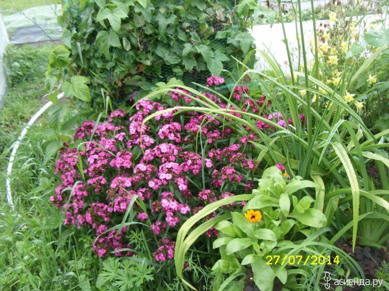 Гвоздика сизая Dianthus gratianopolitanus