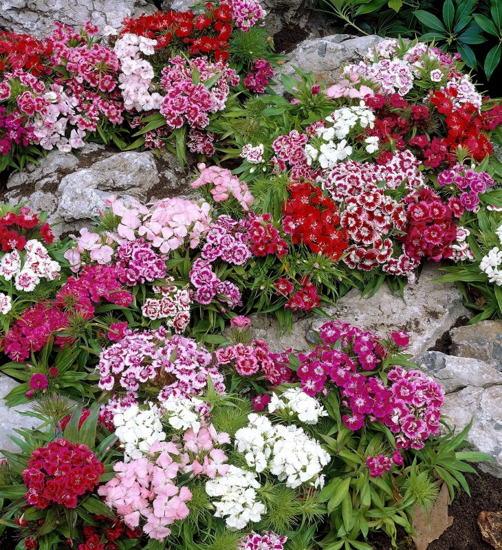 Индийская гвоздика Dianthus
