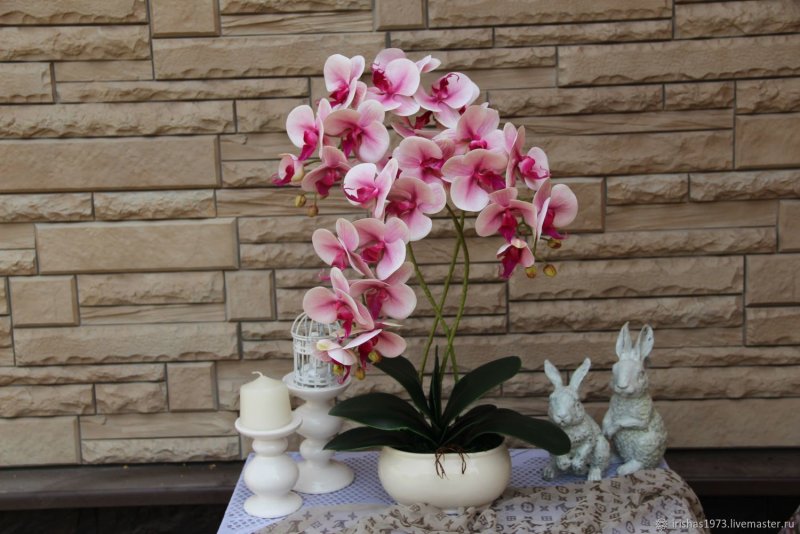 Фаленопсис Opti Flor