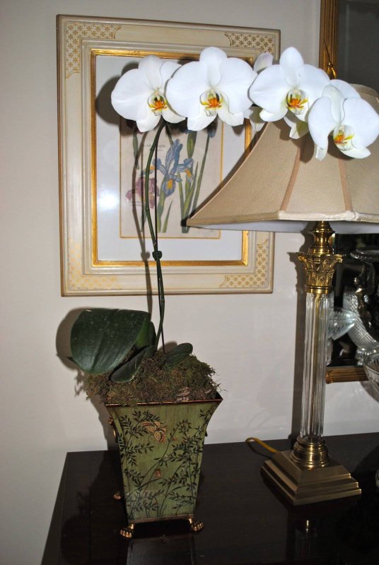 Фаленопсис Andria Orchid