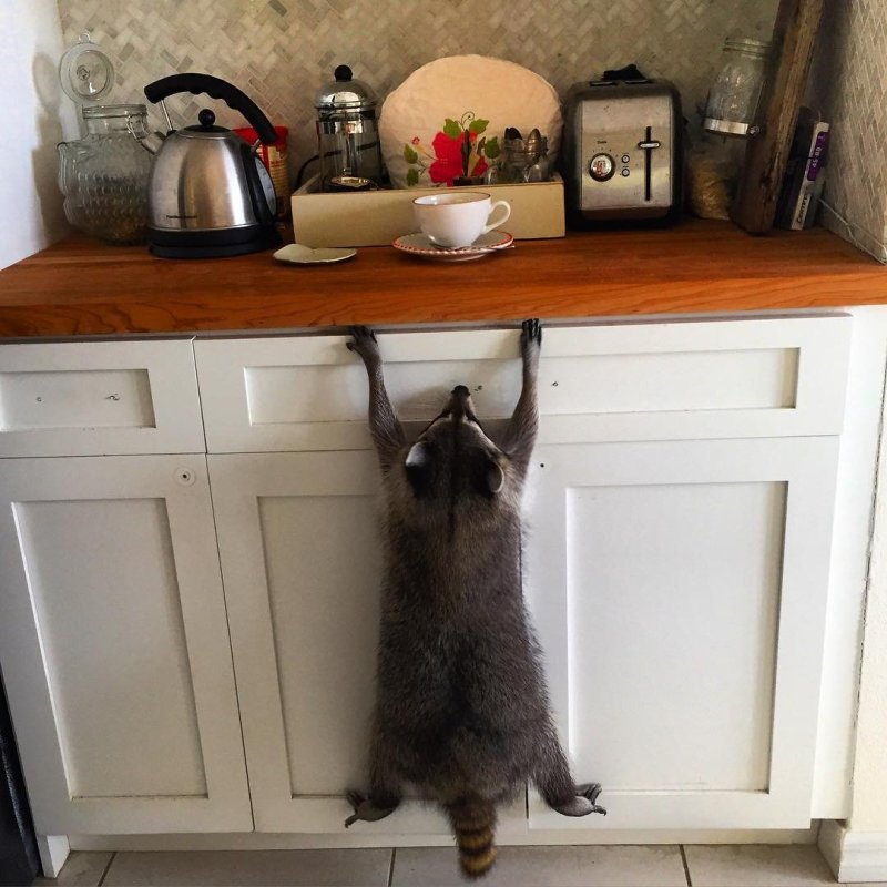 Кот на кухне