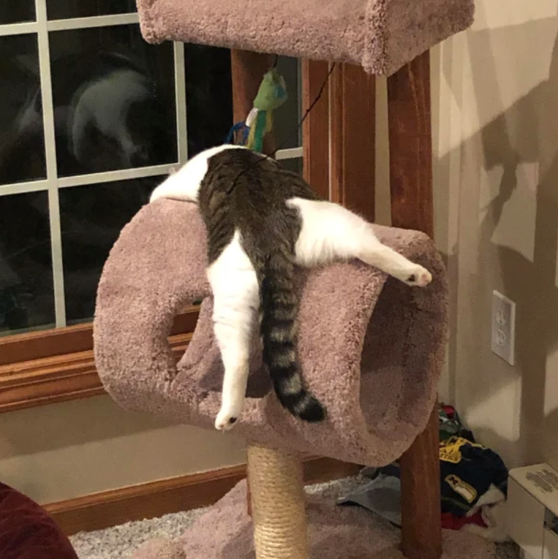 Кот лентяй