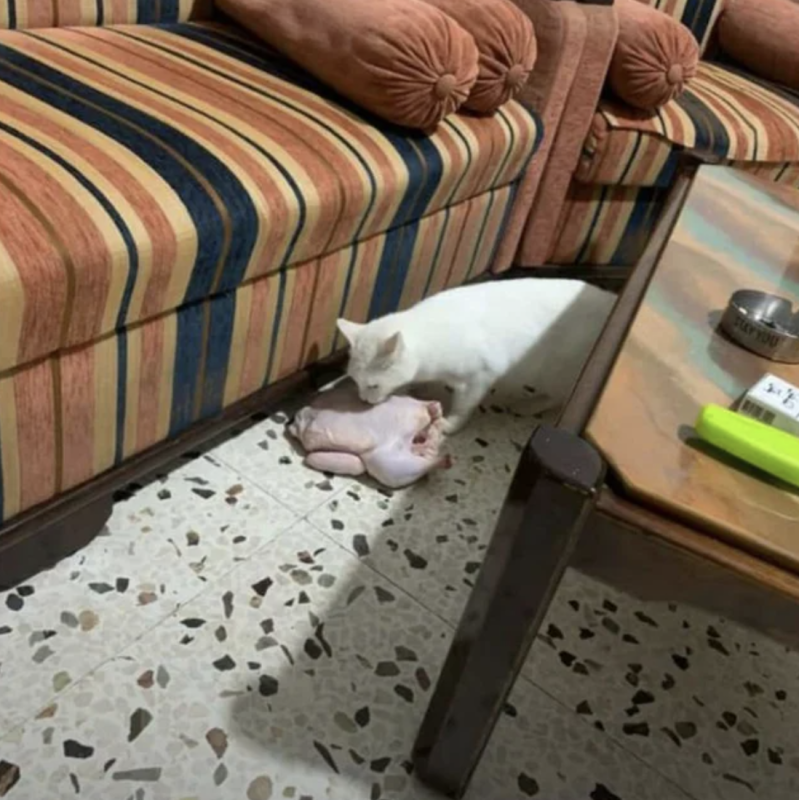 Нашкодивший кот