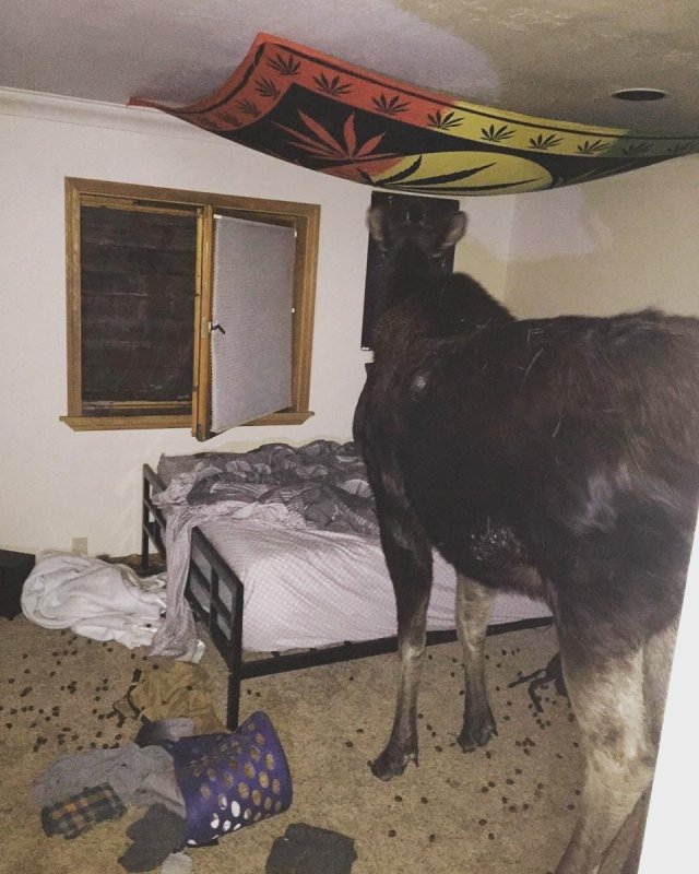 Комната смешно