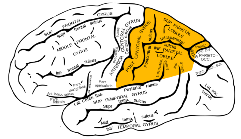 Gyrus supramarginalis анатомия