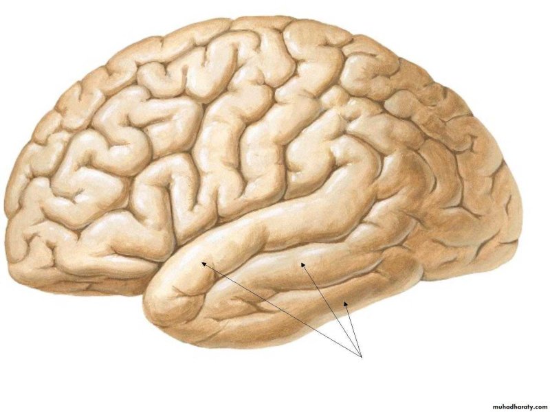 Sulcus Hippocampi - борозда гиппокампа