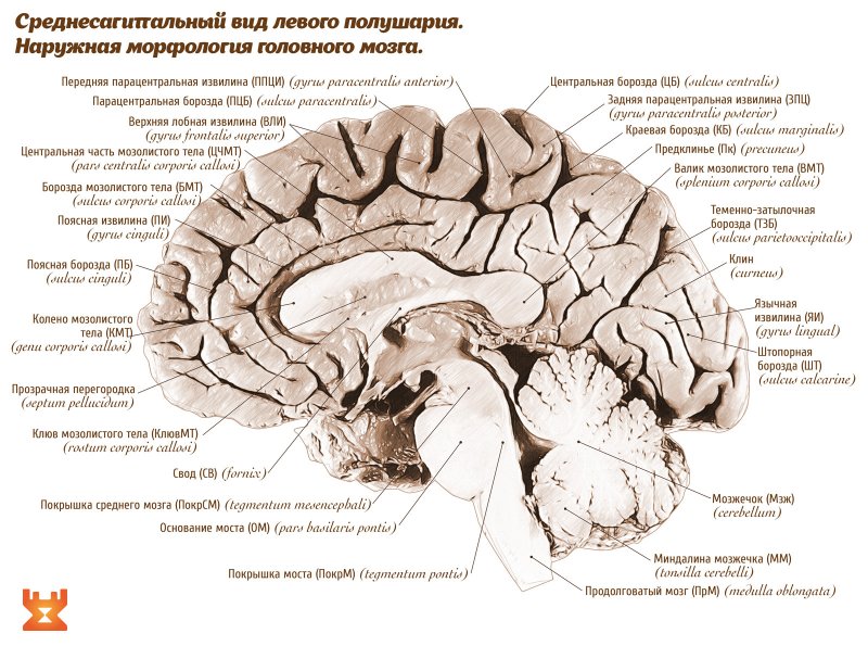Gyrus parahippocampalis анатомия