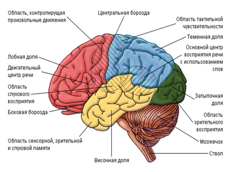 Борозда теменовисочная