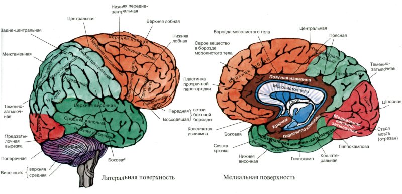 Sulci and gyri