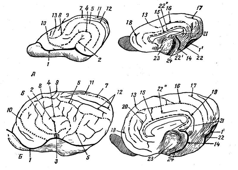 Таламус Amygdala