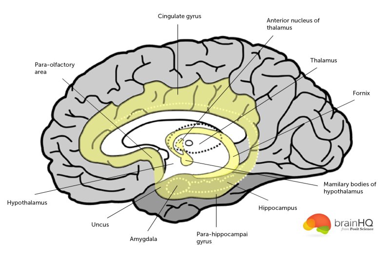 Gyrus temporalis