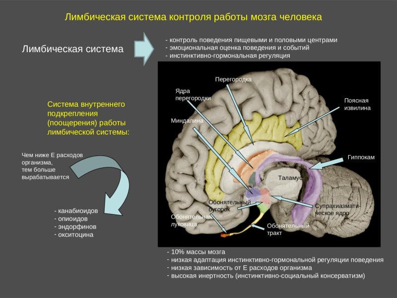 Лимбическая кора головного мозга