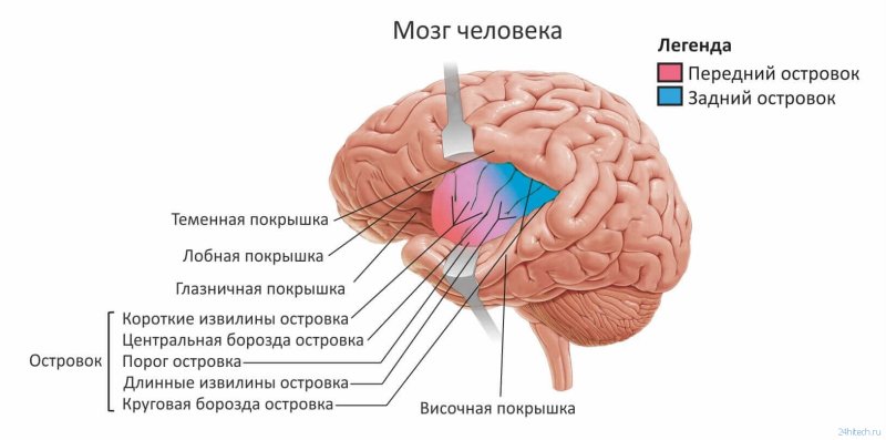 Анатомия коры головного мозга доли борозды извилины