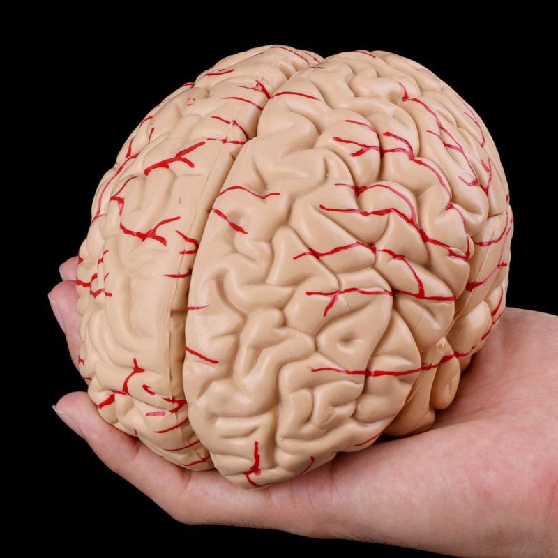 Gyrus parahippocampalis анатомия