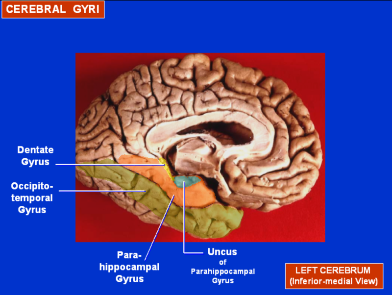 Cuneus gyrus