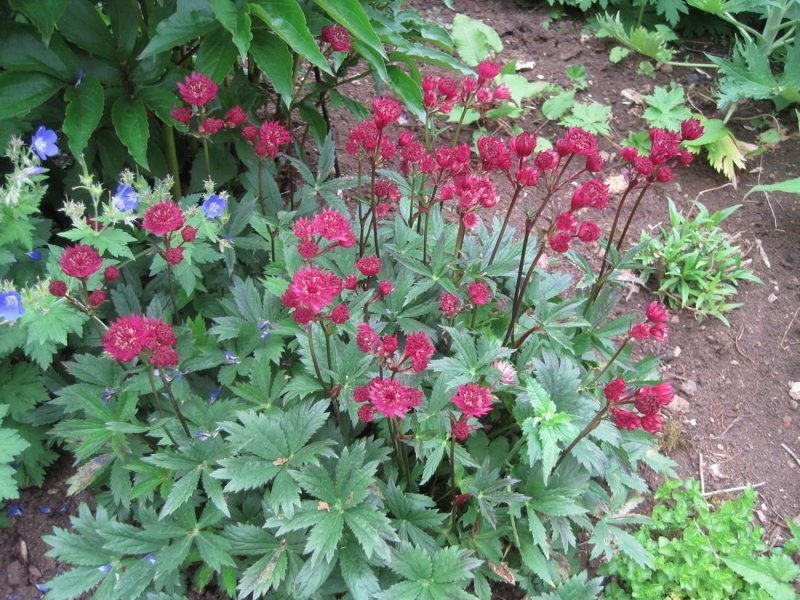 Астранция Rosensinfonie