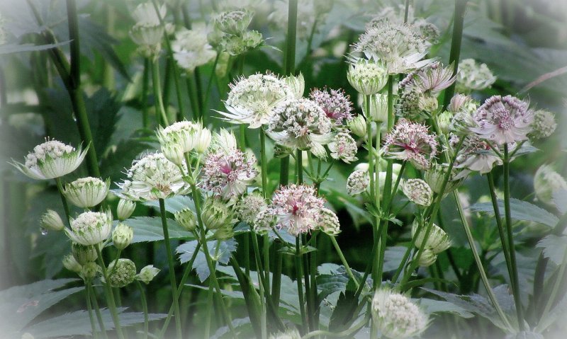 Astrantia Major Alba