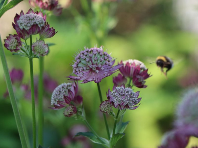 Астранция Astrantia Major Sterndolde.