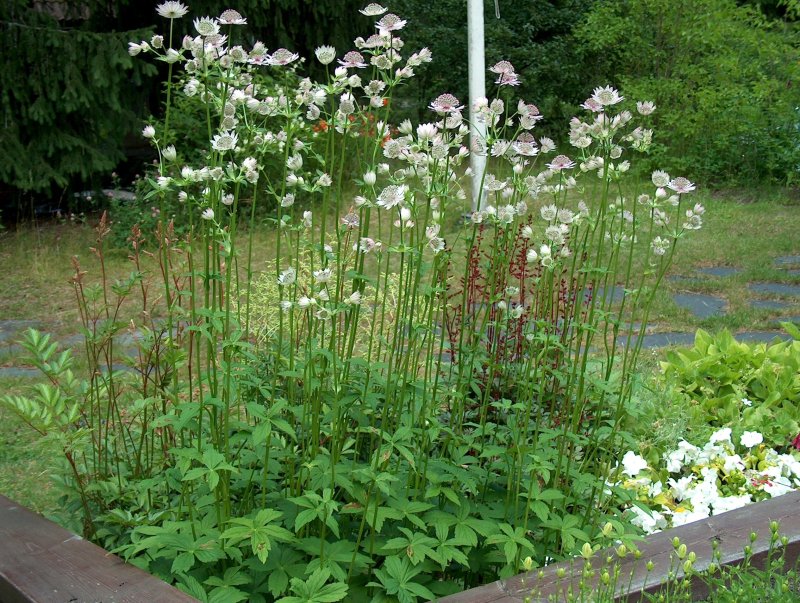 Астранция Astrantia Major rubra