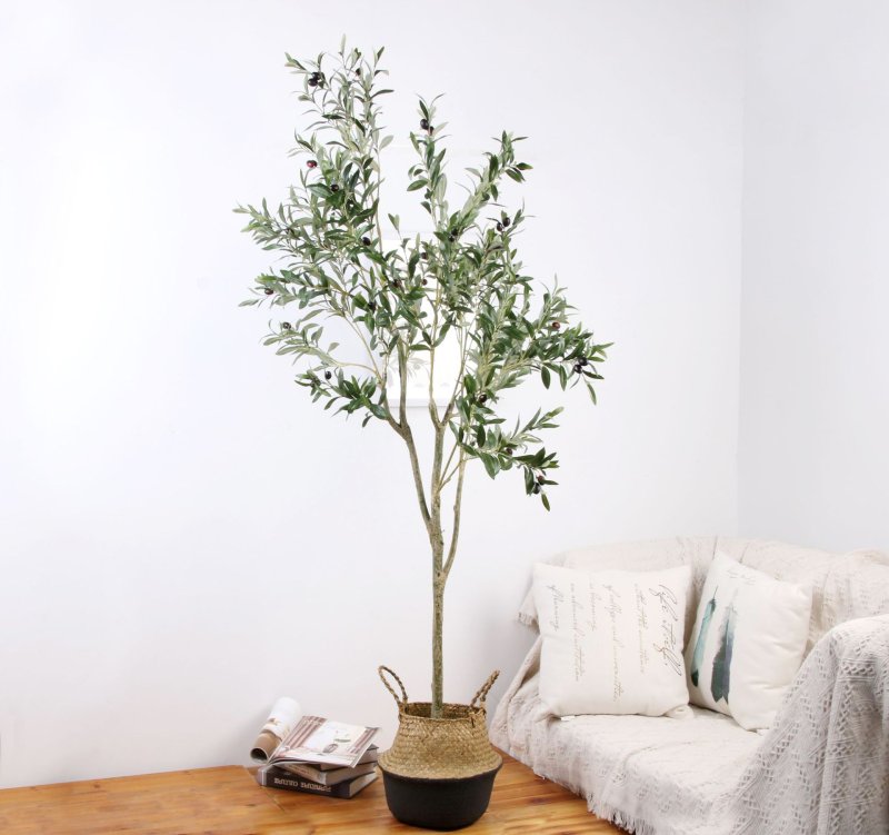 Олива Alberello Pot