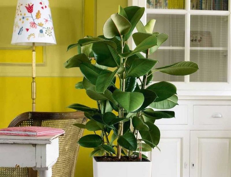 Fig Tree for Home