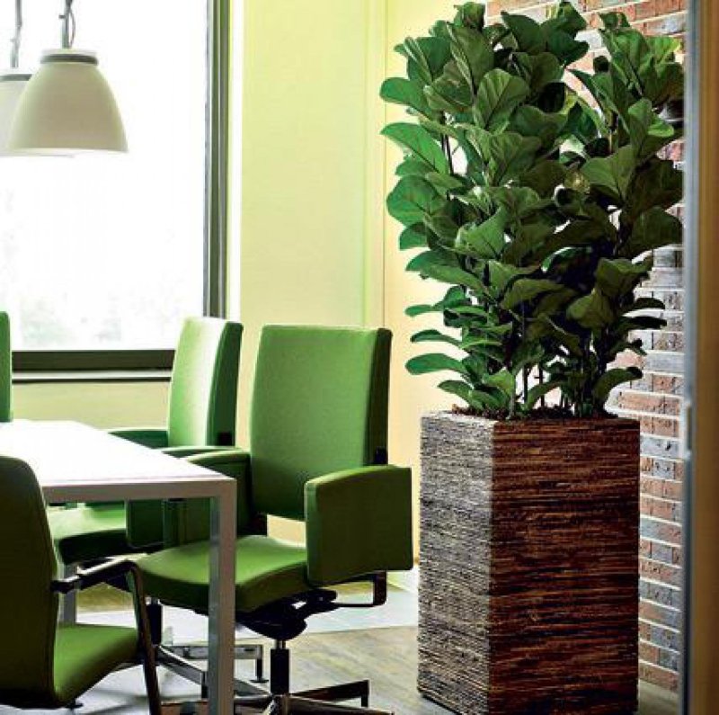 Растение houseplants d8 h35