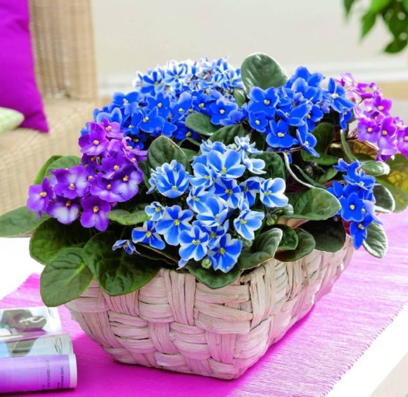 Композиции из фиалок