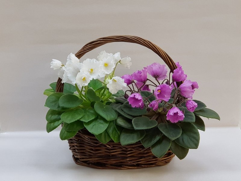 Фиалка комнатная пестрая