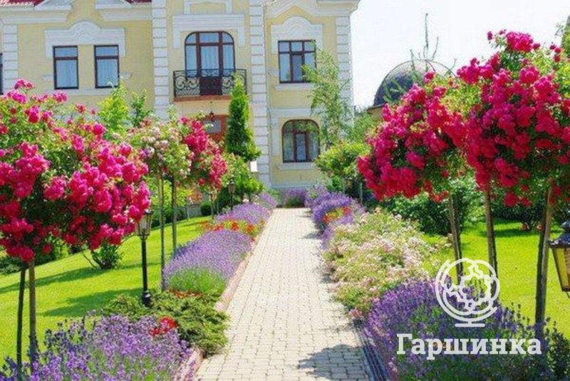 Герань Розариум
