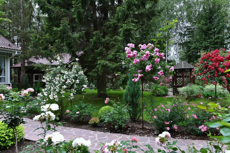 Гортензия метельчатая Westerland