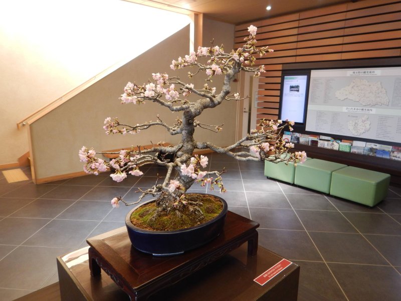 Asa selection Bonsai в горшке