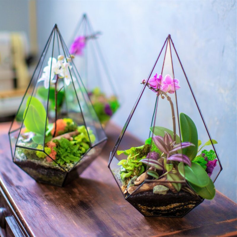 Glass grass флорариум