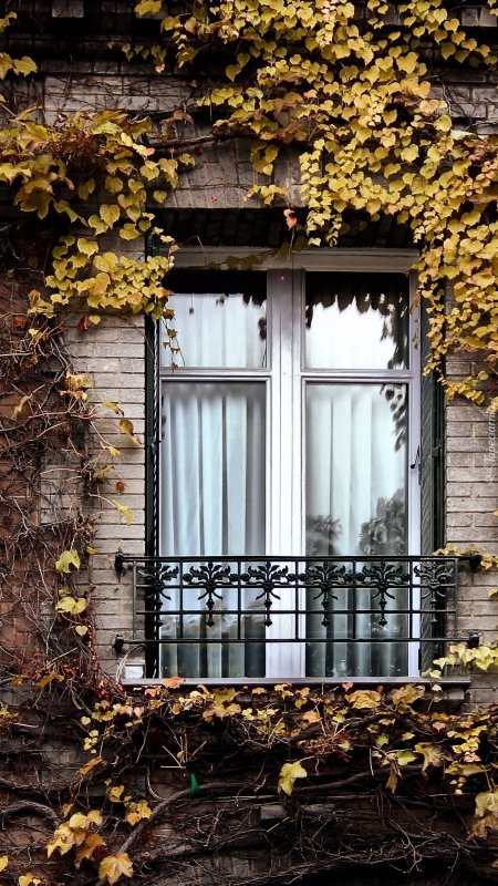 Окно осень