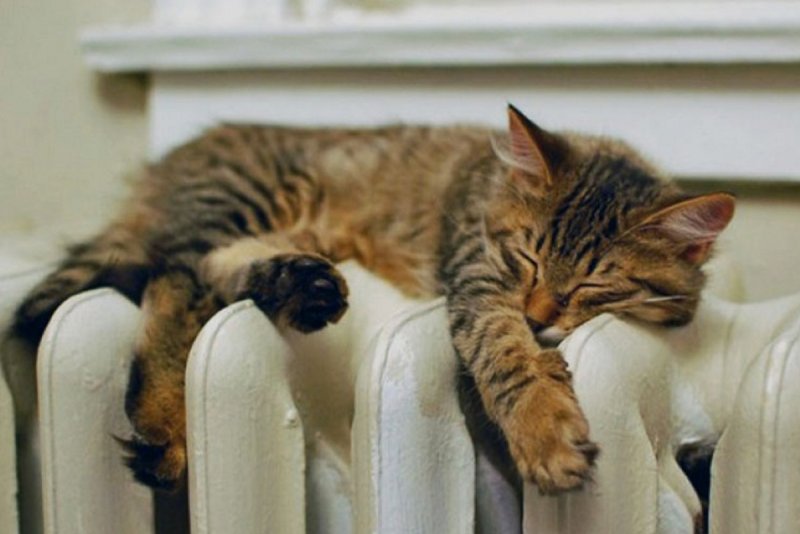 Коты на батареях отопления