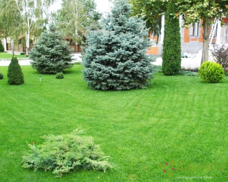 Хвойники в Лесном ландшафте