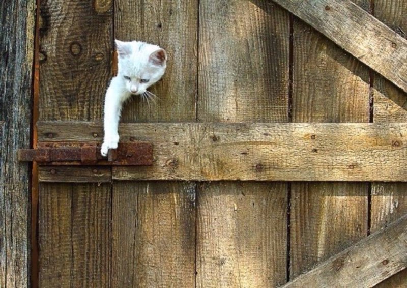 Котенок на заборе