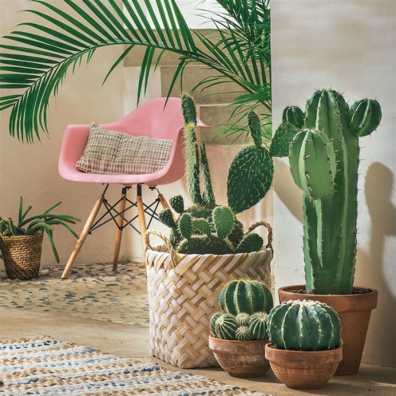Кактус deco versierd