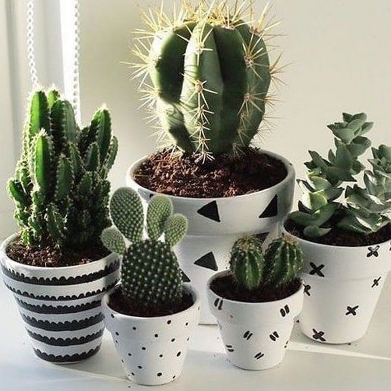 Кактус (🌵 кактусы)