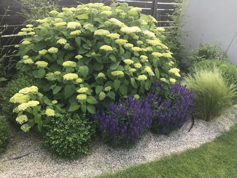 Спирея японская Froebelii
