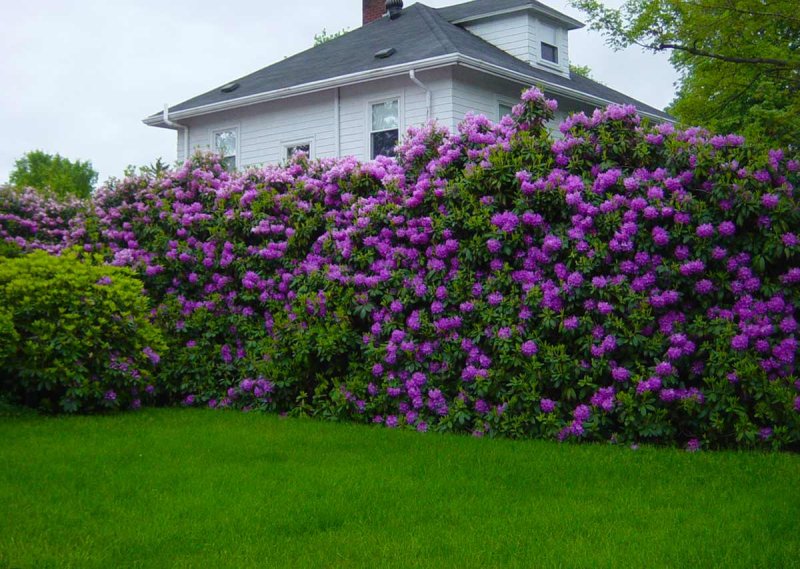 Сирень венгерская Живая изгородь